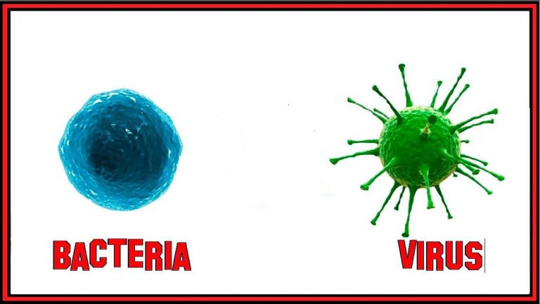 باکتری و ویروس