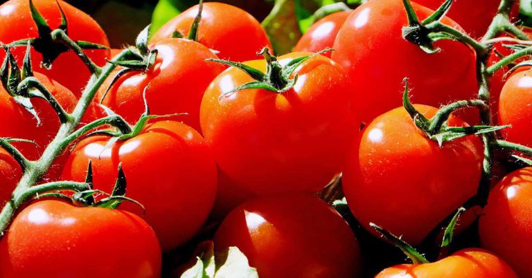 گوجه فرنگی و افزایش اسید معده 